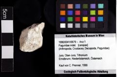 Foto (Objket + Etiketten) von Paguridae indet. 